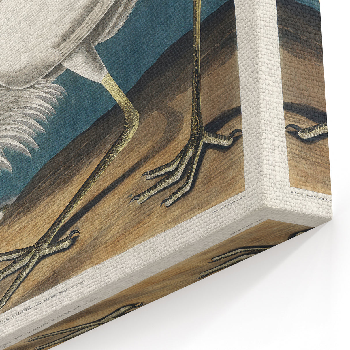 Great White Heron - Romantic Wildlife Art Canvas by Audubon