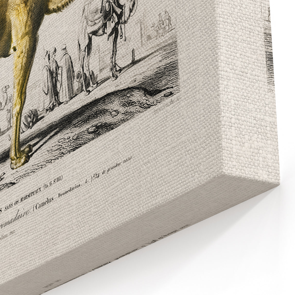 Historic Romantic Art: Camel Illustration - Cultural Romantic Wall Art