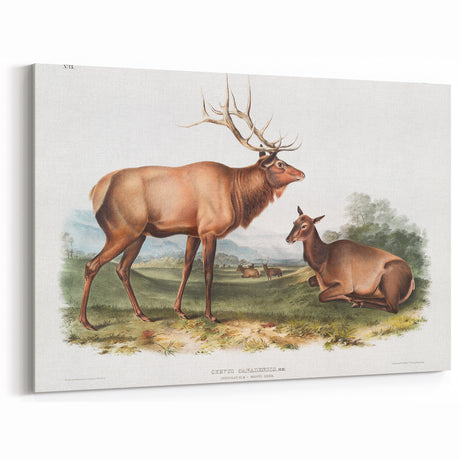 Romantic Art Prints: American Elk - Historic Wildlife Illustration