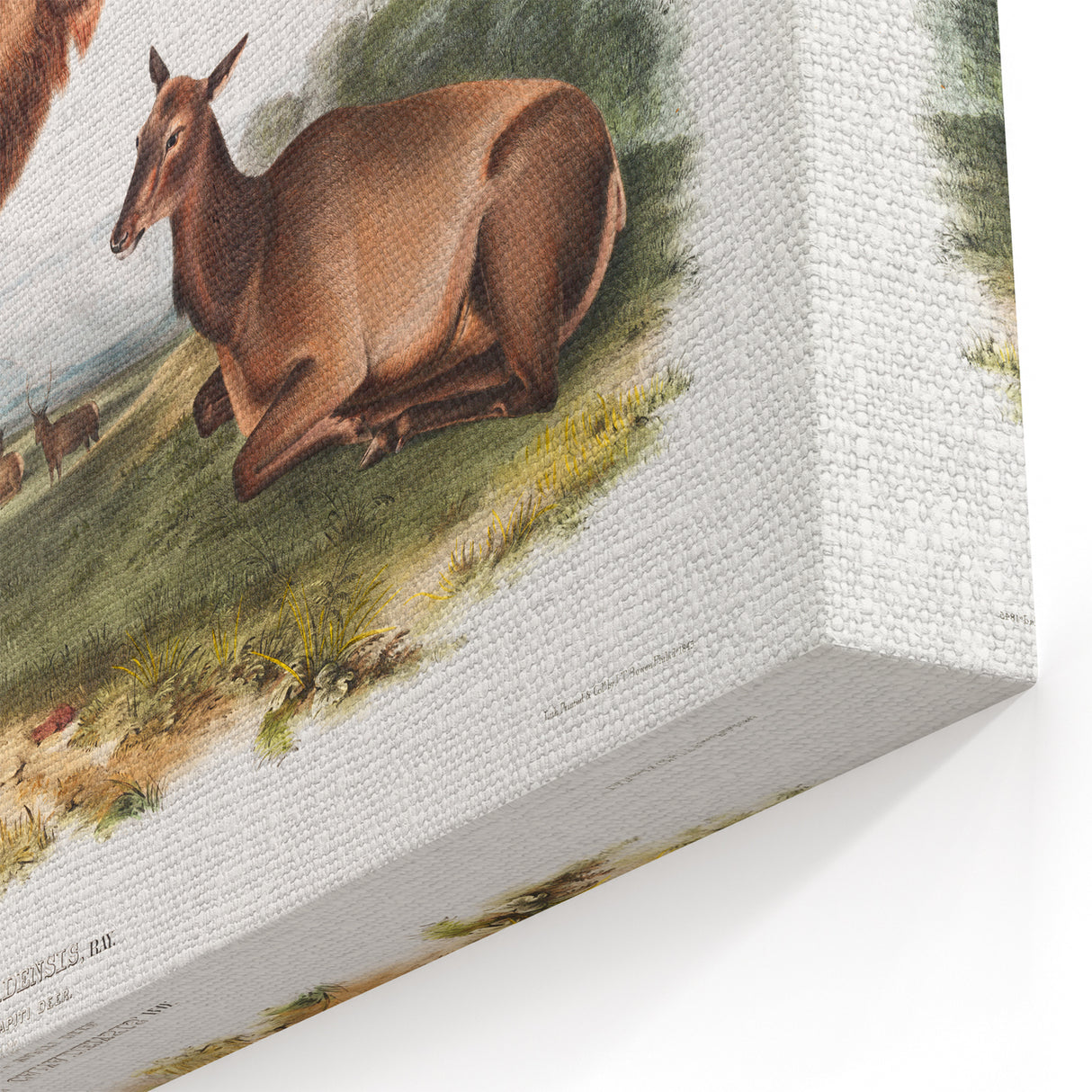 Romantic Art Prints: American Elk - Historic Wildlife Illustration