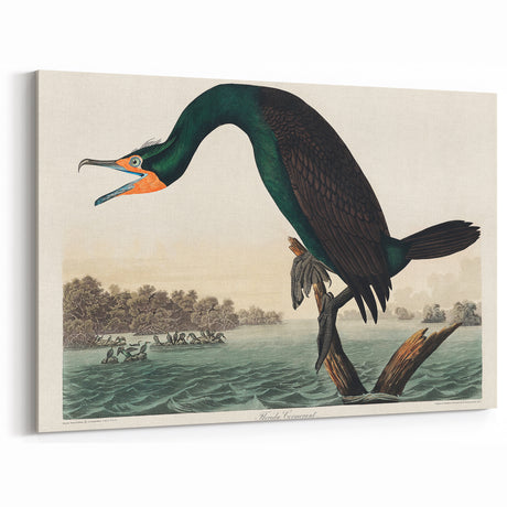 Romantic Art Prints: Florida Cormorant by John James Audubon