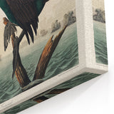Romantic Art Prints: Florida Cormorant by John James Audubon