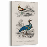 Historical Romanticism Canvas: Exotic Birds - Romantic Art Prints