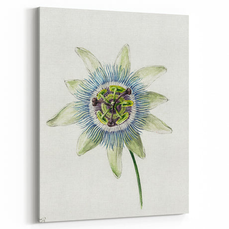 Famous Romantic Era Art: Passion Flower - Romantic Floral Canvas