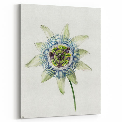 Famous Romantic Era Art: Passion Flower - Romantic Floral Canvas