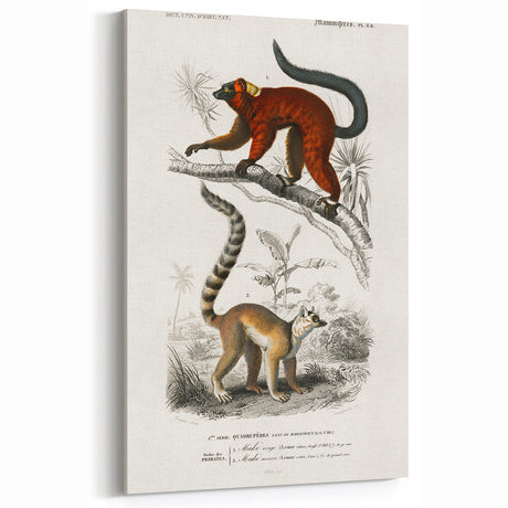 Classic Romantic Paintings: Lemurs - Historical Romanticism Canvas