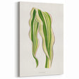 Historical Romanticism Canvas: Green Zea Japonica - Classic Art Prints