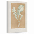 Classic Romantic Paintings: Centaurea Candidissima - Botanical Art Print