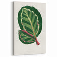 Romanticism Art Print: Maranta Illustris Leaf - Botanical Wall Art