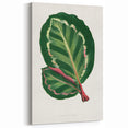 Romanticism Art Print: Maranta Illustris Leaf - Botanical Wall Art