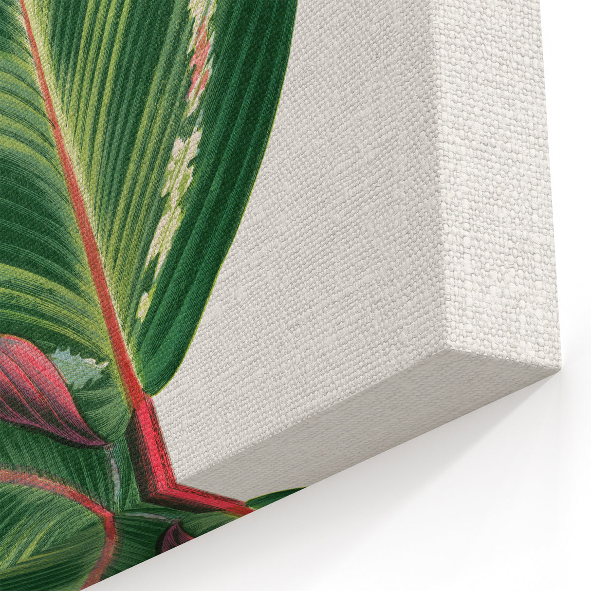 Romanticism Art Print: Maranta Illustris Leaf - Botanical Wall Art