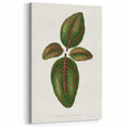 Romantic Art Print: Green Nerve Plant Leaf - Botanical Masterpiece