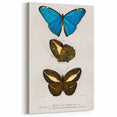 Romanticism Art: Butterfly Illustrations on Historical Canvas Print