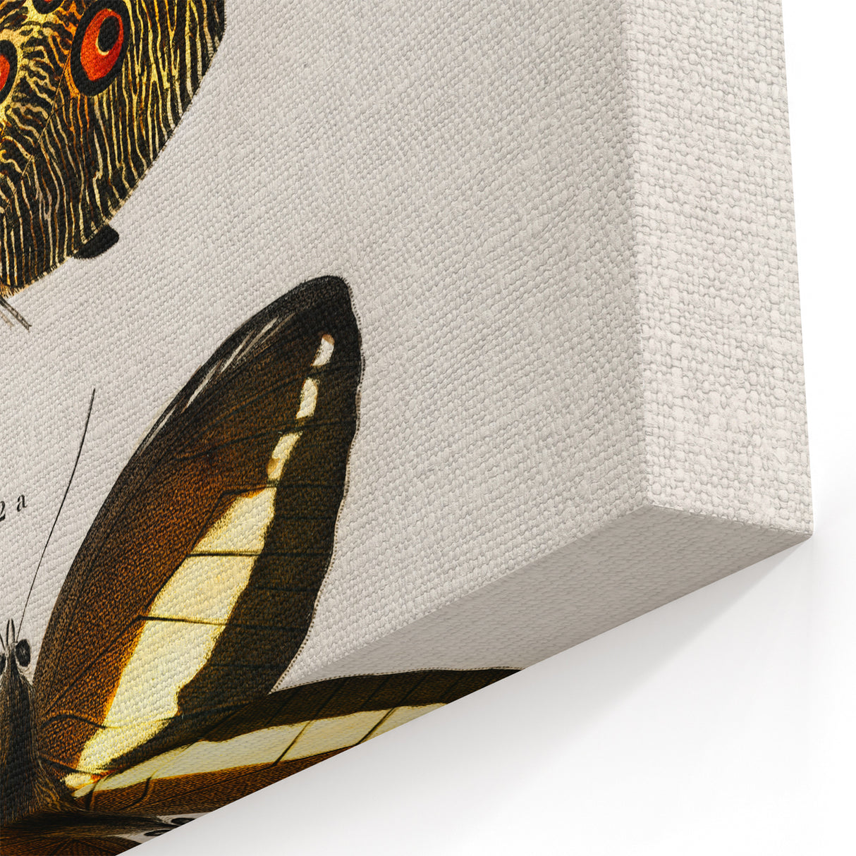 Romanticism Art: Butterfly Illustrations on Historical Canvas Print