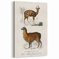 Romanticism Art: Alpaca & Antelope Historic Illustration Canvas Print