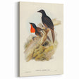 Romanticism Art: Spalding's Orthonyx Bird Canvas Print