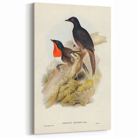 Romanticism Art: Spalding's Orthonyx Bird Canvas Print