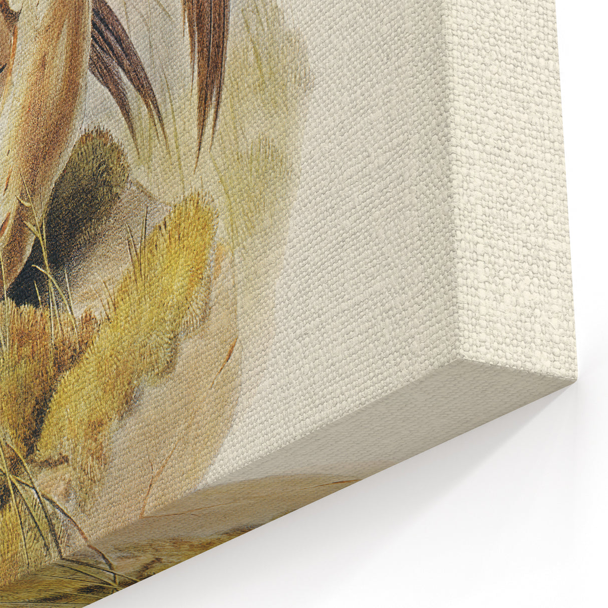 Romanticism Art: Spalding's Orthonyx Bird Canvas Print