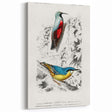 Romanticism Art: Vibrant Bird Illustration Canvas Print