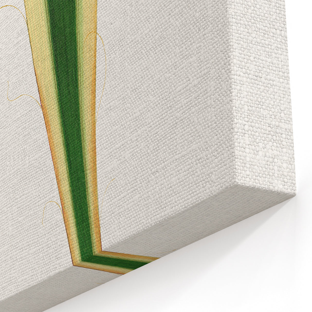 Romanticism Art: Yucca Filamentosa Leaf Illustration Canvas Print