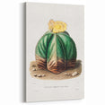 Romanticism Art: Bishop’s Cap Cactus Illustration Canvas Print