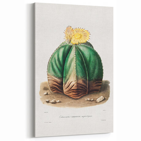 Romanticism Art: Bishop’s Cap Cactus Illustration Canvas Print