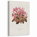 Romanticism Art: Alternanthera Leaf Botanical Canvas Print