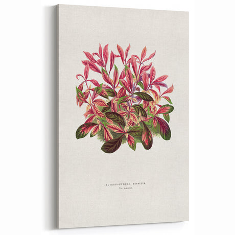 Romanticism Art: Alternanthera Leaf Botanical Canvas Print