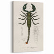 Romanticism Art: Emperor Scorpion Illustration Canvas Print