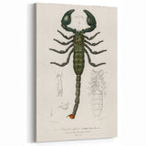 Romanticism Art: Emperor Scorpion Illustration Canvas Print