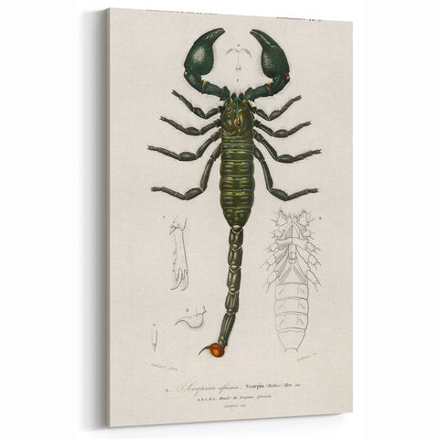 Romanticism Art: Emperor Scorpion Illustration Canvas Print