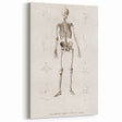 Romanticism Art: Human Skeleton Anatomical Illustration Canvas Print