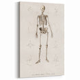 Romanticism Art: Human Skeleton Anatomical Illustration Canvas Print