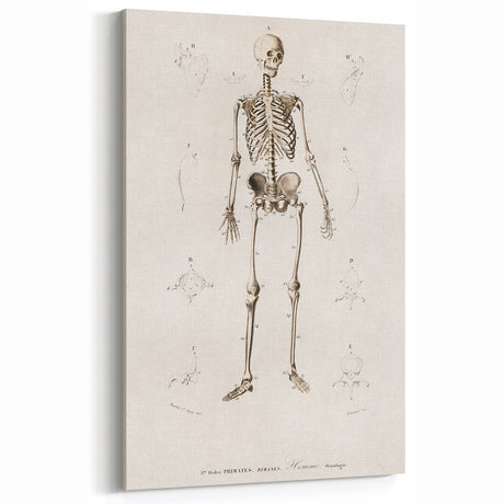 Romanticism Art: Human Skeleton Anatomical Illustration Canvas Print