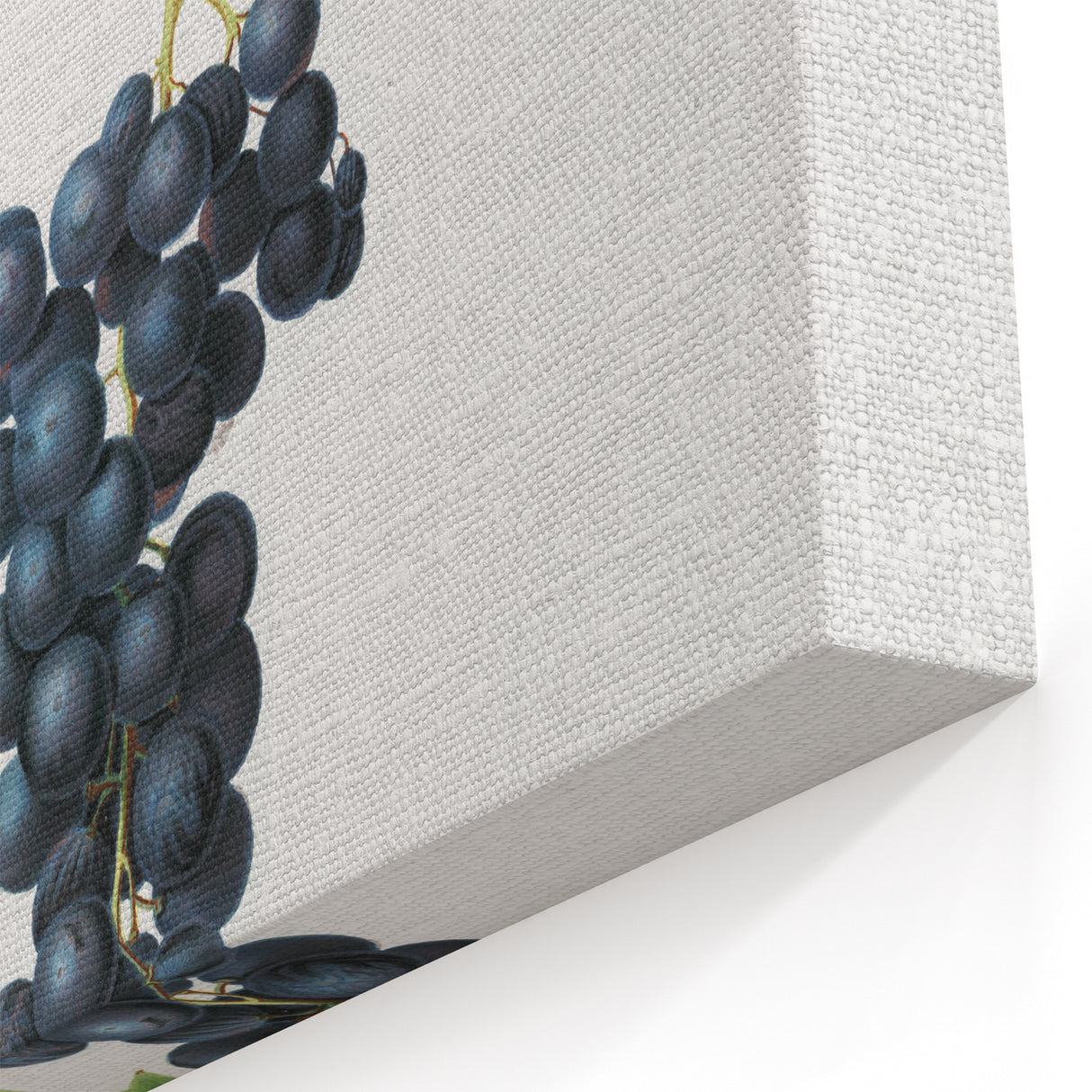 Romanticism Art: Brachetto Grape Botanical Illustration Canvas Print