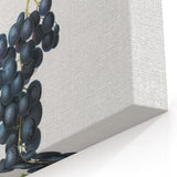 Romanticism Art: Brachetto Grape Botanical Illustration Canvas Print