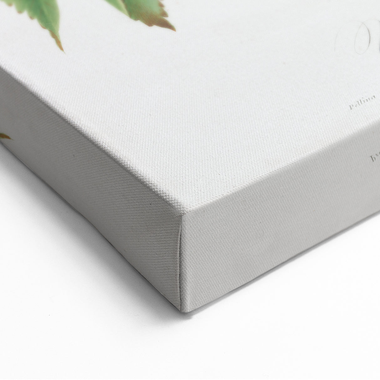 Romanticism Art: Brachetto Grape Botanical Illustration Canvas Print
