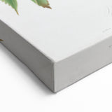 Romanticism Art: Brachetto Grape Botanical Illustration Canvas Print