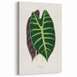 Romanticism Art: Alocasia Leaf Botanical Illustration Canvas Print