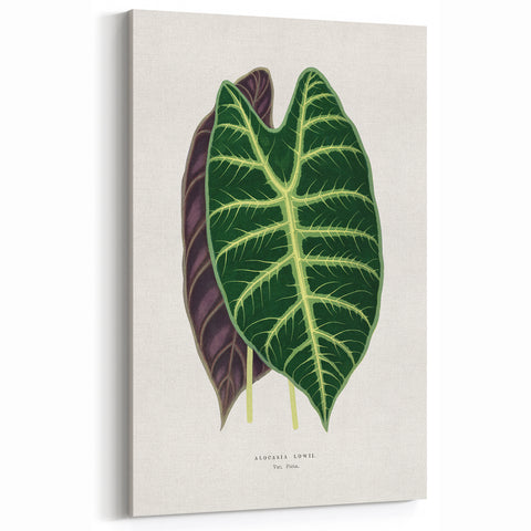Romanticism Art: Alocasia Leaf Botanical Illustration Canvas Print