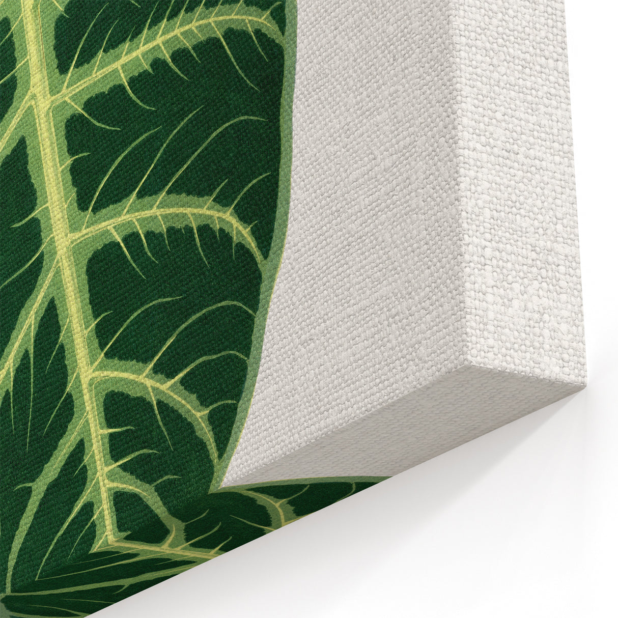 Romanticism Art: Alocasia Leaf Botanical Illustration Canvas Print