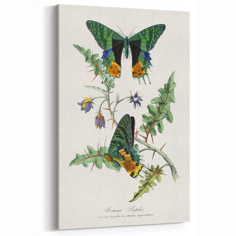 Romanticism Art: Vibrant Butterfly Illustration Canvas Print