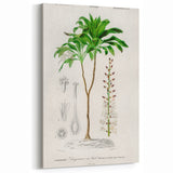 Romanticism Art: Dracaena Brasiliensis Botanical Illustration Canvas