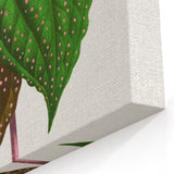 Romanticism Art: Bertolonia Guttata Botanical Illustration Canvas
