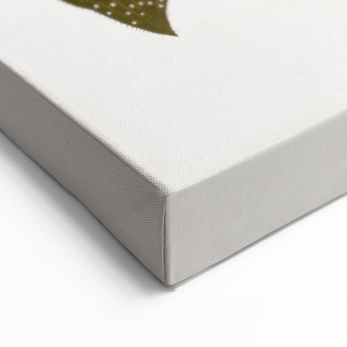 Romanticism Art: Bertolonia Guttata Botanical Illustration Canvas
