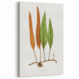 Romanticism Art: Niphobolus Lingua Botanical Illustration Canvas