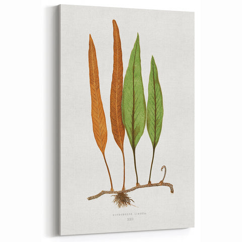 Romanticism Art: Niphobolus Lingua Botanical Illustration Canvas
