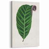 Romantic Calathea Zebrina Leaf - Historical Romanticism Canvas