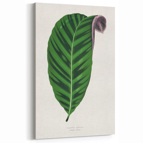 Romantic Calathea Zebrina Leaf - Historical Romanticism Canvas