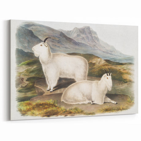 Romanticism Art - Rocky Mountain Goat Print by Audubon
